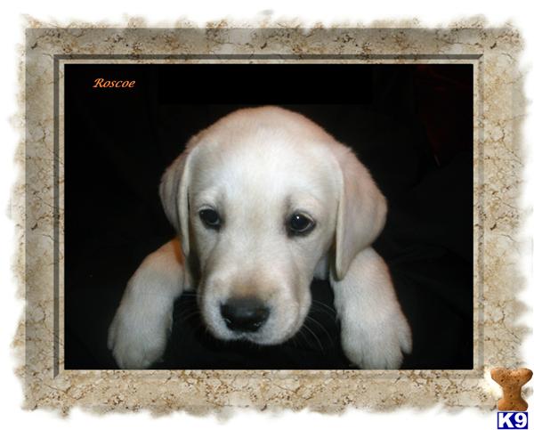 Puppies in IA